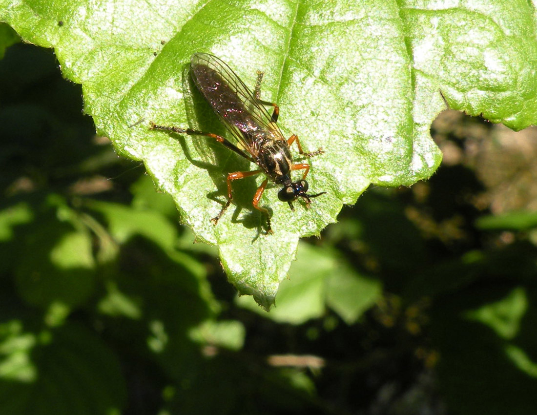 Dioctria? Dioctria rufipes?